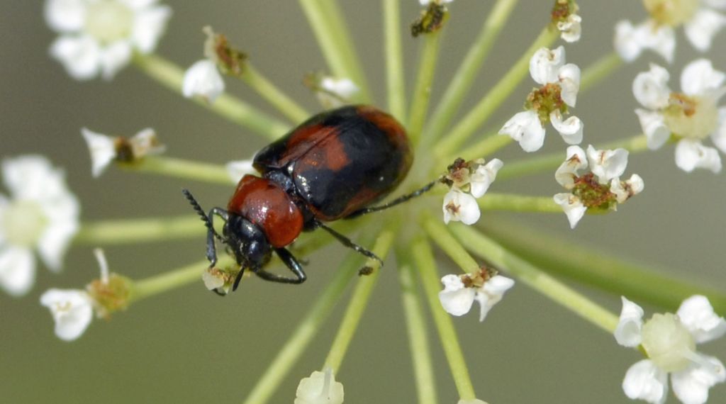 Coptocephala rubicunda o scopolina?